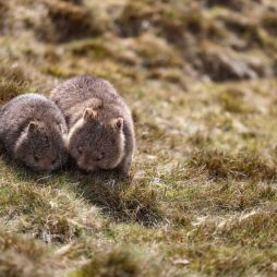 Mum and bub wombats